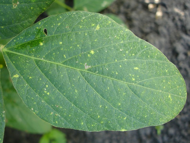 Guardians of Growth: Pests and Diseases in Agriculture